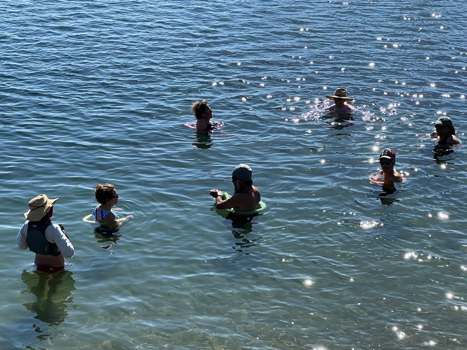 Odders spread out in a loose circle in sunlit water, sunlight sparkling on the ripples